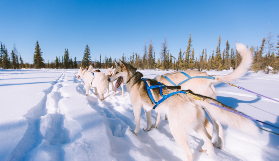 Top 5 des races de chien de traîneau les plus connues