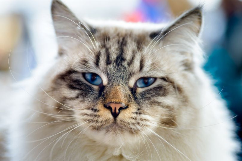 Est-ce que les chats sentent les mauvaises personnes ? Par qui sont-ils attirés 