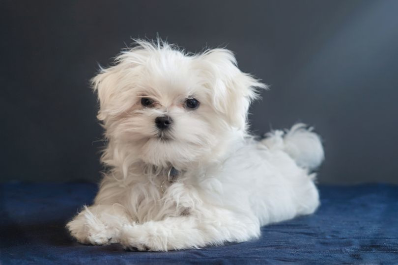 Chien : Top 10 des races qui ne perdent pas leurs poils