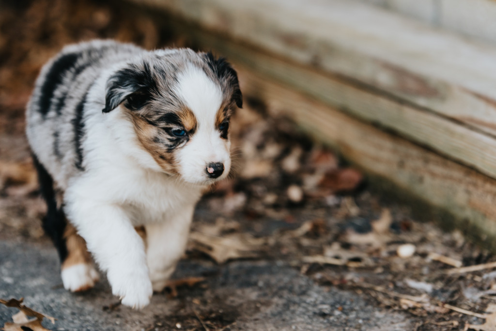 Berger Australien : ce qu'il faut savoir avant d'en adopter un