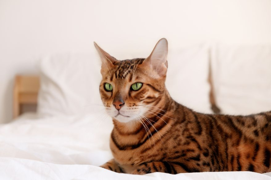 Chat : Top 10 des races qui ne perdent pas leurs poils