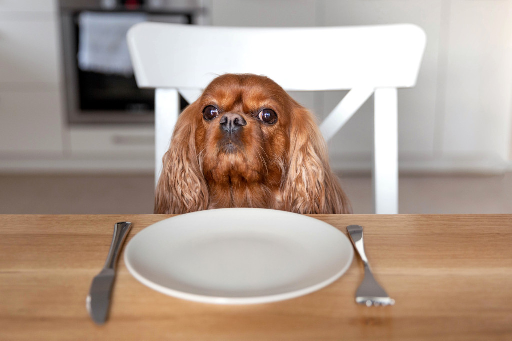 Croquettes périmées : peut-on encore les donner à son animal ?