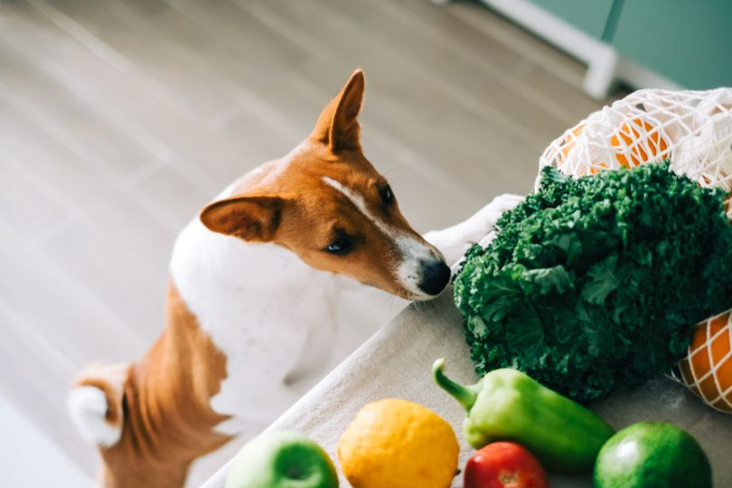 Peut-on mettre son animal au régime ?