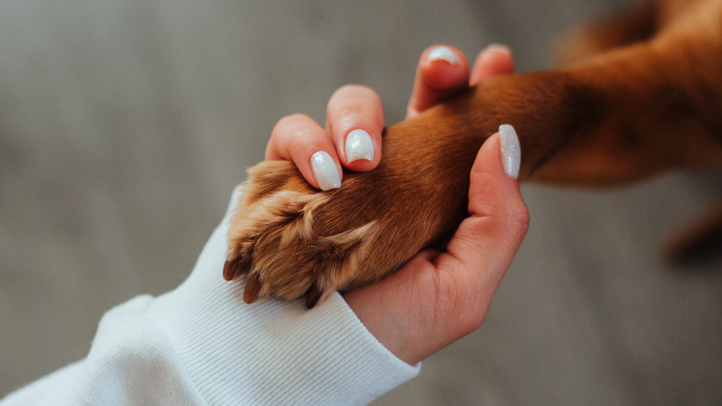 5 façons de dire je t'aime à son chien