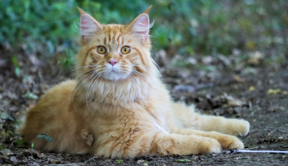 Les 5 races de chat les plus chères du monde