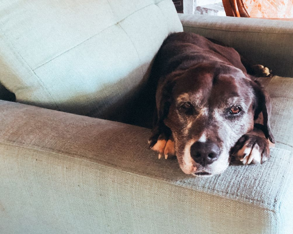 5 signes qui montrent que votre chien vieillit