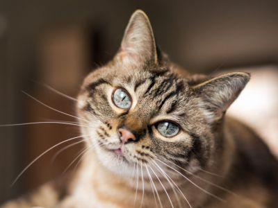 Une famille retrouve son chat 12 ans après sa disparition