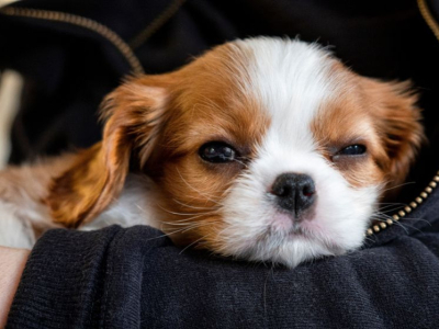 Tout ce que vous devez savoir avant d'adopter un Cavalier King Charles