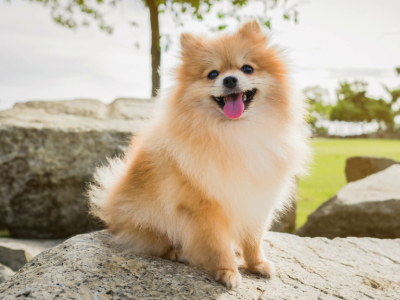 Comment prendre soin d'un Spitz Nain ?