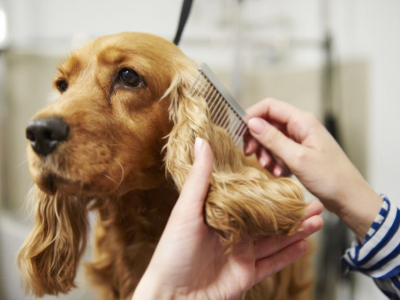 Cocker : tout ce qu'il faut savoir sur la race avant d'en adopter un