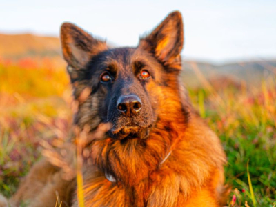 Le Top 10 des races de chiens préférées des Français en 2025 !