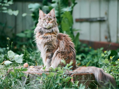 Que faut-il savoir avant d'adopter un Maine Coon ?