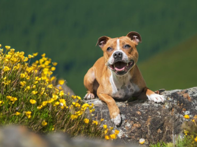Que faut-il savoir avant d'adopter un Staffie ?