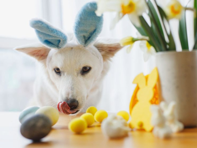Mon chien a mangé du chocolat : que faire ?