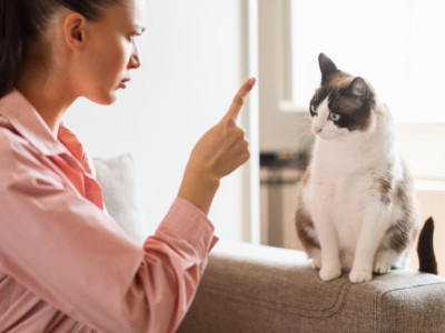 Est-ce utile de punir un chat ? Ce que disent les vétérinaires