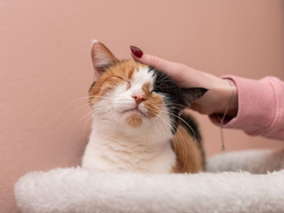 Une étude révèle le ton de voix préféré des chats