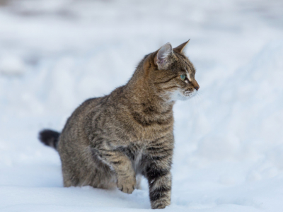 Ce chat perdu suit 2 skieurs à plus de 3000m d’altitude !