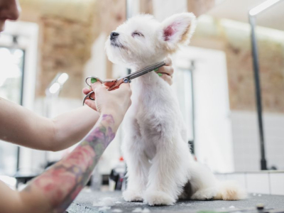Le Top 5 des races de chiens les plus propres