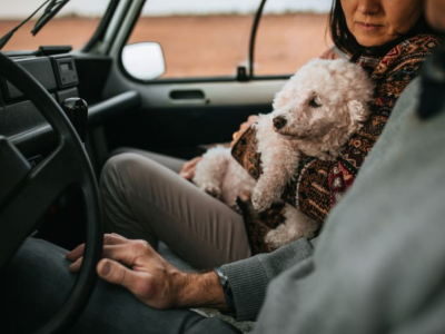 Est-il obligatoire d'attacher son chien en voiture ?