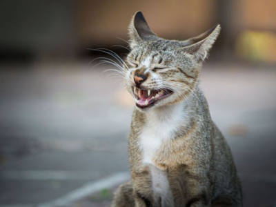 Mon chat miaule : est-ce pour me réclamer quelque chose ?