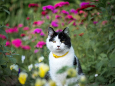 Que faire si mon chat se fait attaquer par les autres chats du quartier ?