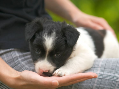 Border Collie : tout ce que vous devez savoir avant d'en adopter un