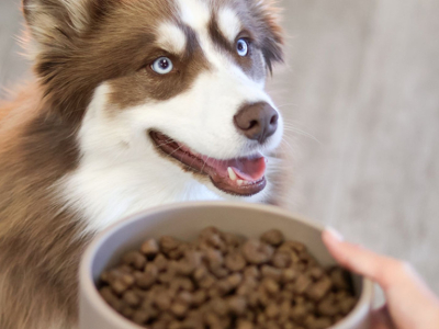Comment choisir une alimentation vraiment adaptée à son chien ou à son chat ?