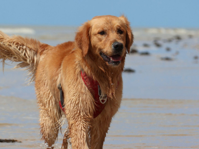 Races de chiens prédisposées aux problèmes articulaires : comment anticiper ?
