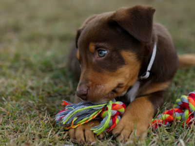 Pour l’année 2026, quel nom de chien en B choisir ?