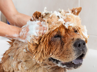 Laver son chien : Quelle fréquence, quel shampoing ? On vous dit tout