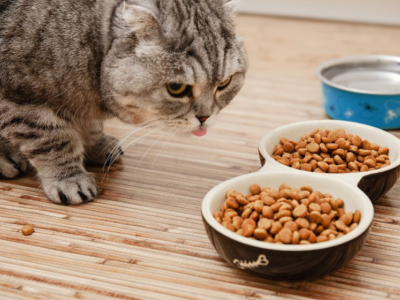 Chat exigeant : comment améliorer l'appétence de sa gamelle ?