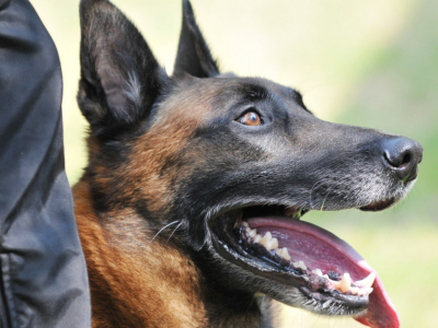 Un chien volé retrouve son propriétaire 9 mois plus tard 
