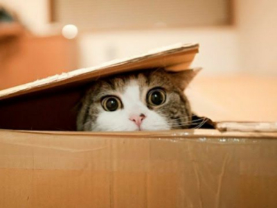Nos chats adorent se cacher dans des cartons et on sait enfin pourquoi !