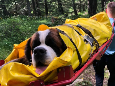 Des gendarmes sauvent un Saint-Bernard de 75KG tombé dans un trou 