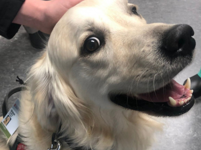 Embauché par un hôpital, ce chien aide les soignants à garder le moral