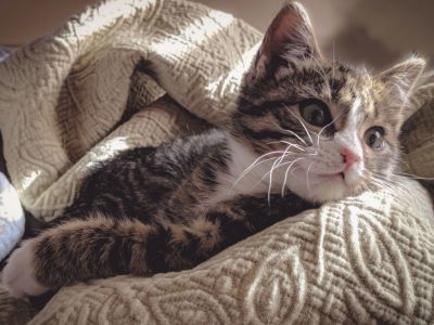 Strasbourg : Un chaton sauve la vie de son propriétaire victime d’un malaise