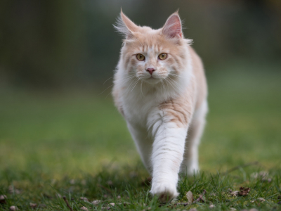 Le trio indétrônable des races de chats préférées des Français