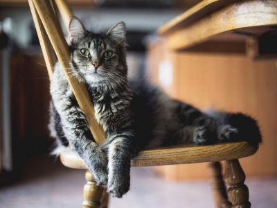 Mon chat fait pipi en dehors de sa litière : que faire ?