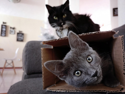 Déménager avec un chat : nos conseils pour un emménagement serein