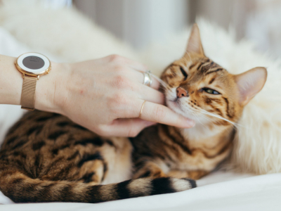 Quels sont les aliments toxiques pour vos chiens et chats ?