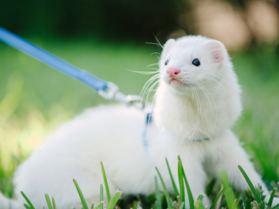 Un furet fait le tour de l'europe avec son propriétaire