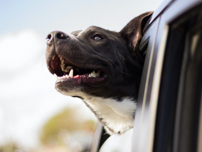 Nos conseils pour partir en vacances avec votre chien