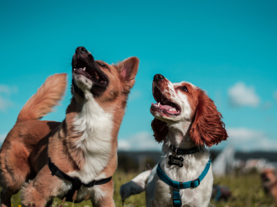 Comment choisir la race de son chien ?