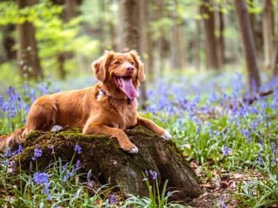 Comment enlever une tique sur un chien ?