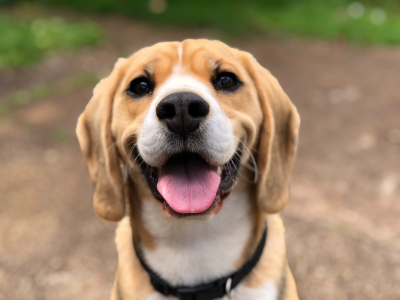 Comment fonctionne l’odorat du chien ?
