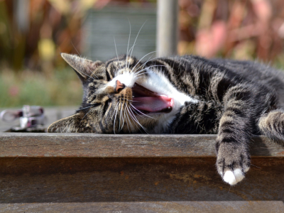 Comment rafraîchir mon chat ?
