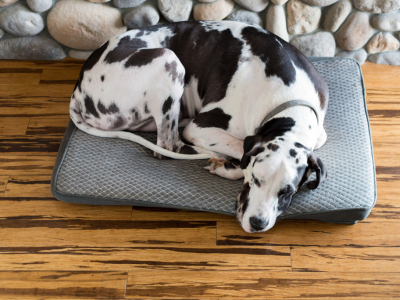 Position de sommeil de votre chien : ce que cela dit de lui