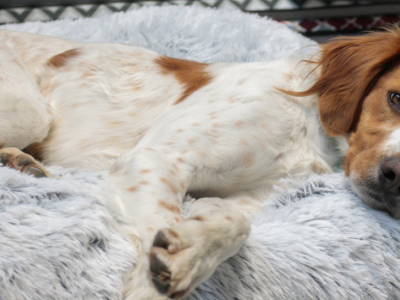 Les 5 races de chiens qui dorment le plus