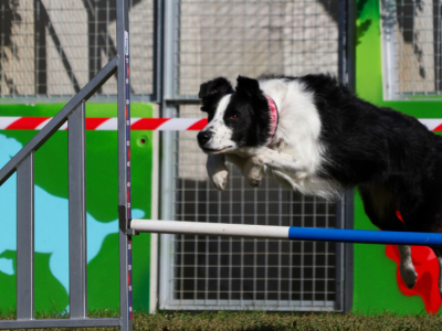 6 activités sportives à pratiquer avec son chien