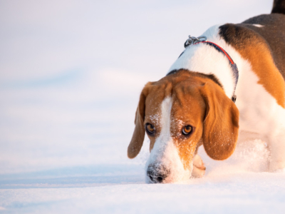 Comment protéger son chien du froid durant l’hiver ?